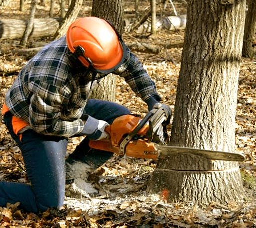 Tree Removal in Milam, WV